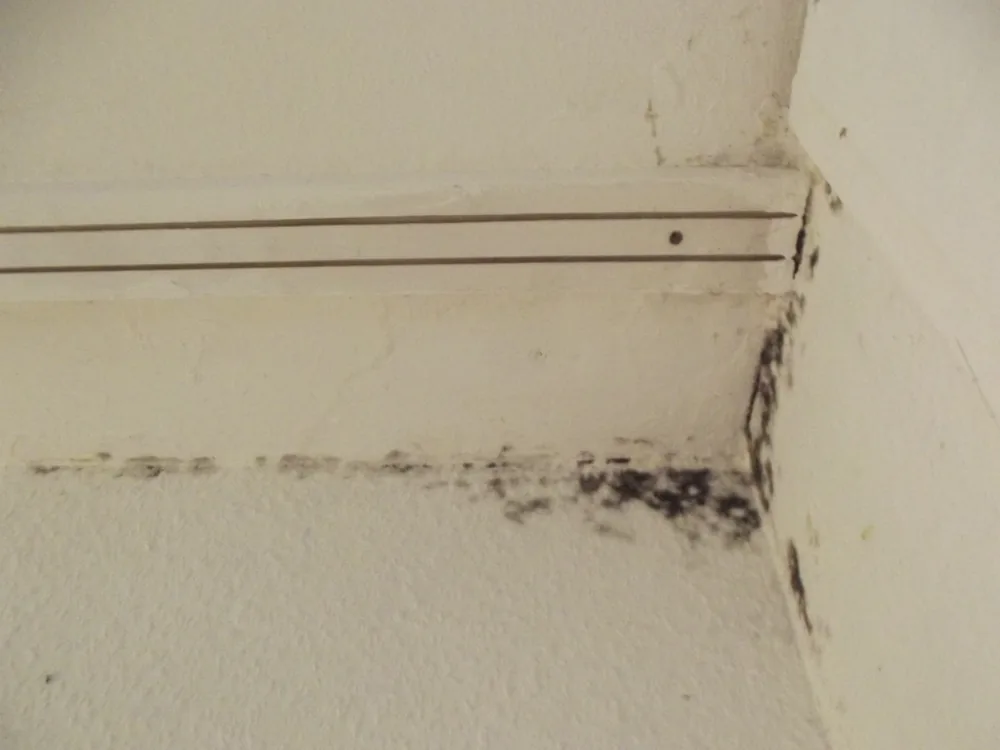 Technician in protective gear removing a mold-damaged wall in a Buzzards Bay home
